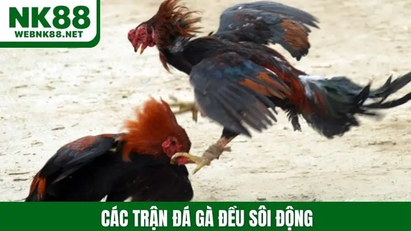 Các trận đá gà đều sôi động