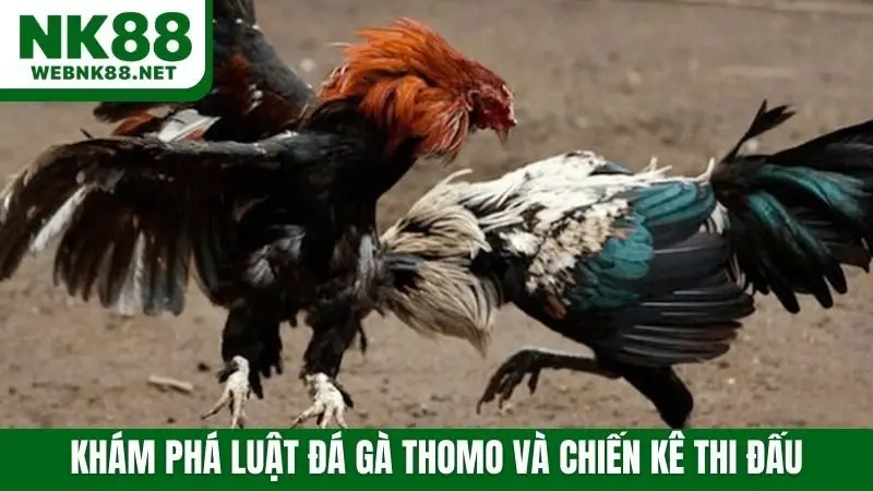 Khám phá luật đá gà Thomo và chiến kê thi đấu