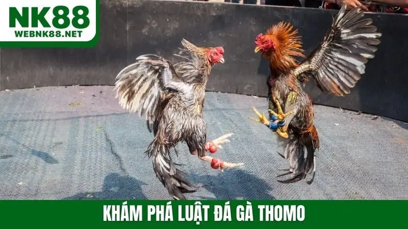 Khám phá luật đá gà thomo