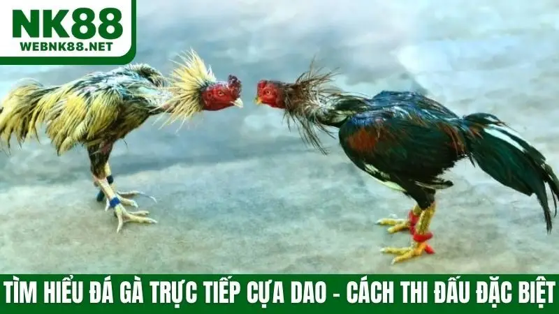 Tìm hiểu đá gà trực tiếp cựa dao - cách thi đấu đặc biệt
